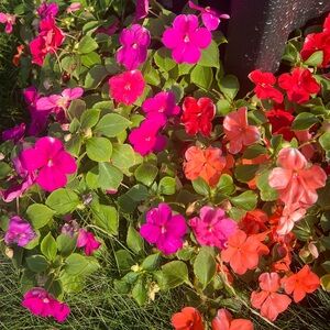 Meet your Posher, Susu